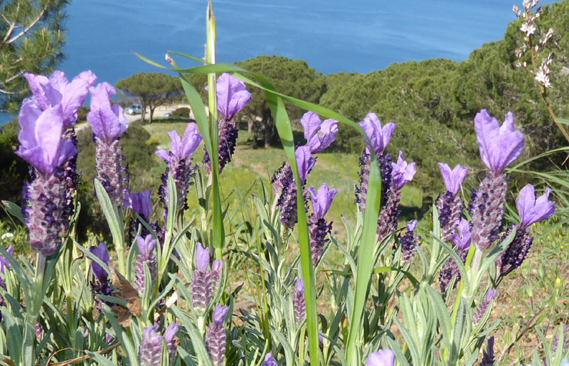 Lavandula stoechas - Lamiaceae